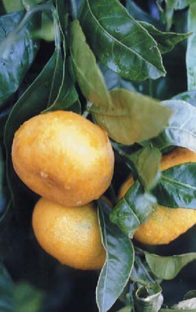 Zur Mandarinenernte 2007