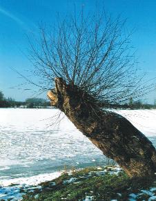 Silvester am Niederrhein